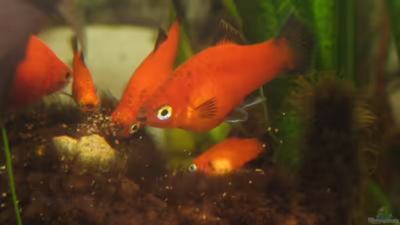 Die Wagtailplatys beim Futter fassen von MaikH (5)