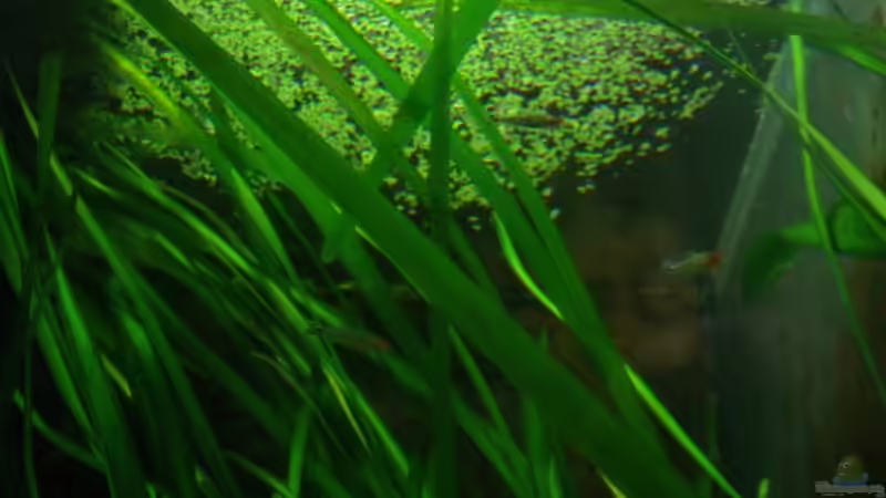 Die Wasserlinse/ Lemna minor erfolgreich entfernt!!! 