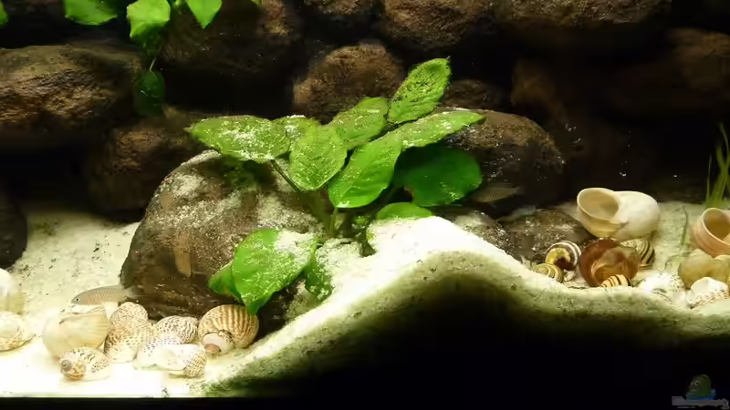 Die Weibchen bei ihren Schneckenhäusern von Der Michel (14)