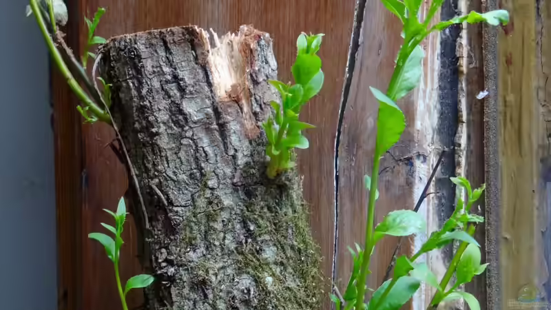 Die Weide ist jetzt seit einer Woche im Becken und treibt toll an :) von paris (19)