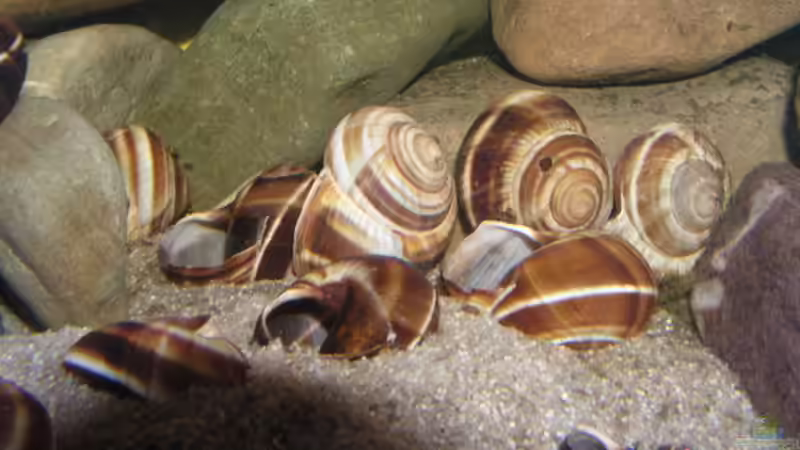 Die Weinbergschneckenhäuser von David Leßnig (4)