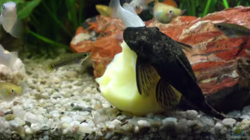 Die Welsdame auf einer Kartoffel. Natürlich sind alle anderen auch dabei. von SinFin (7)