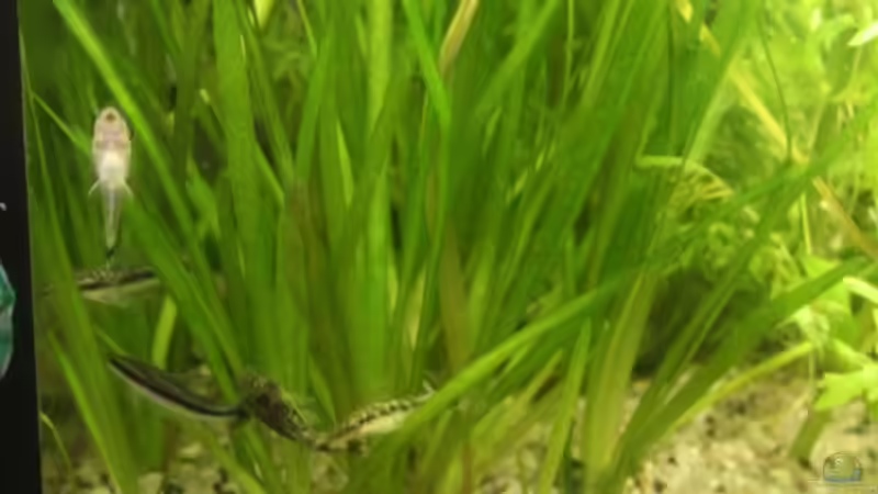 Die Welse beim Dauerspiel von Rotwein (10)