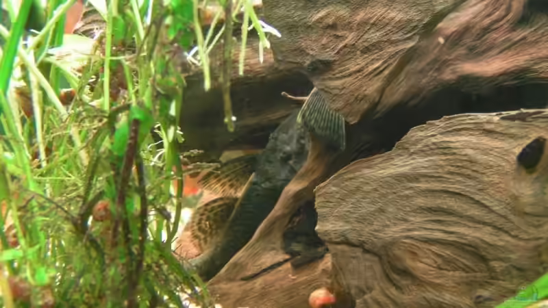 Die Welse deren Name ich nicht kenne von Kunibert Schäfer (9)