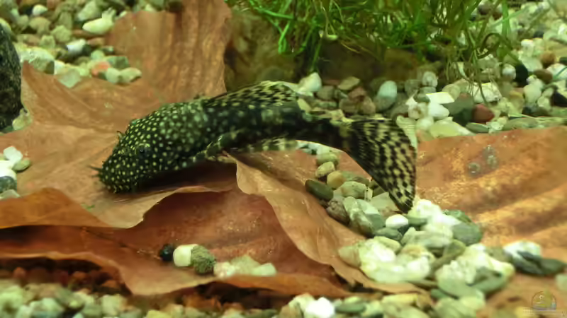 Die Welse mögen das Laub anscheinend sehr gerne von . (30)