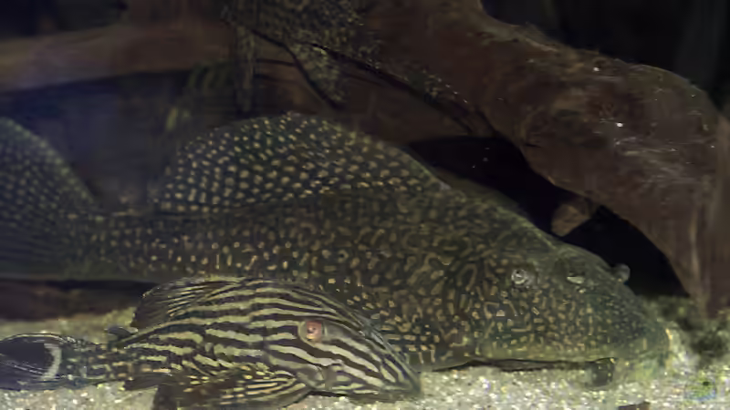 Die Welse sind nicht so fotogen. Weitere Fotos folgen als Update, wenn ich sie vor von Uwe Dölling (9)