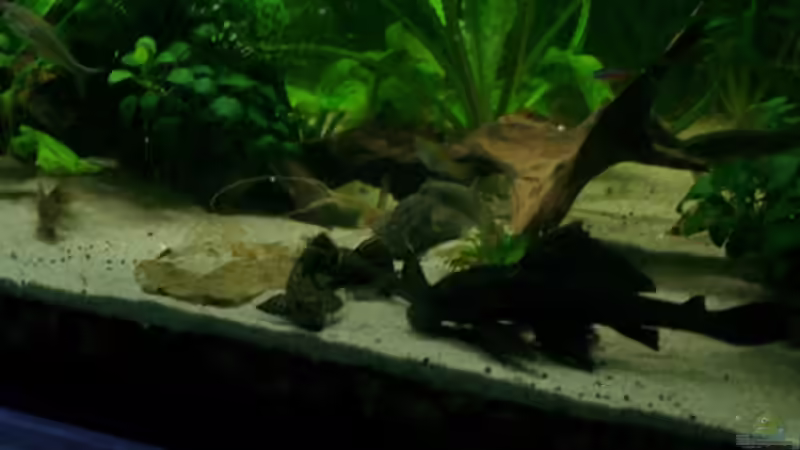 die welse von Kyrea (2)