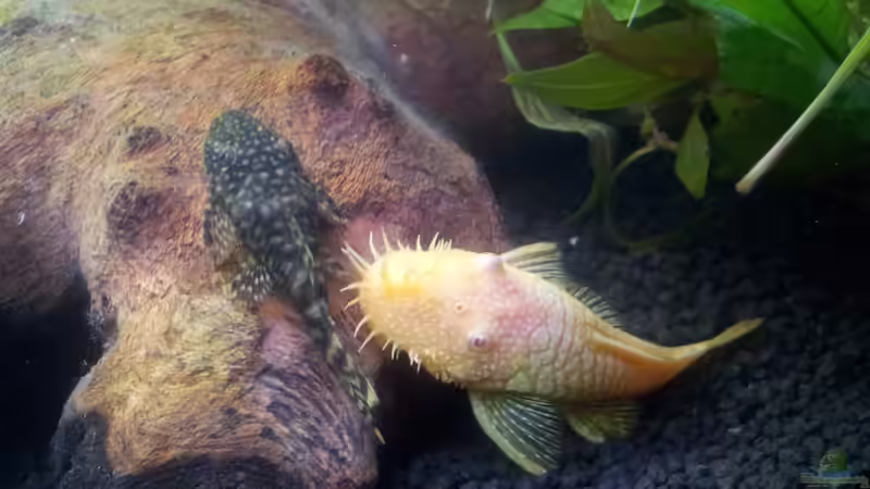 Die Welse von oliK (12)