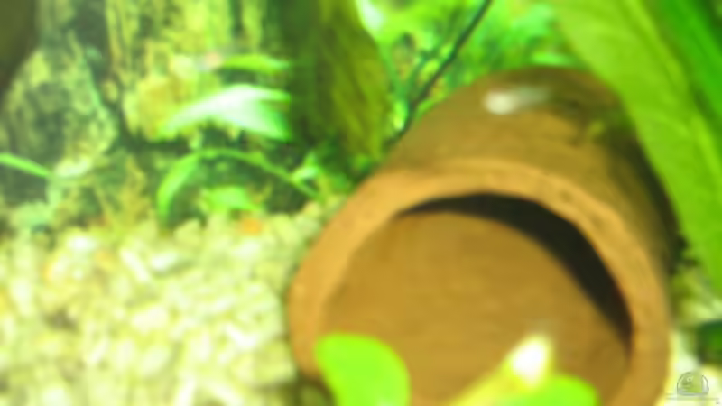 Die Welshöhle aus Tohn. von Dennis Jaaks (9)