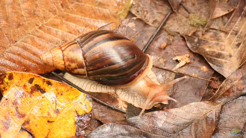 Die Welt der Schnecken im Terrarium: Eine Übersicht