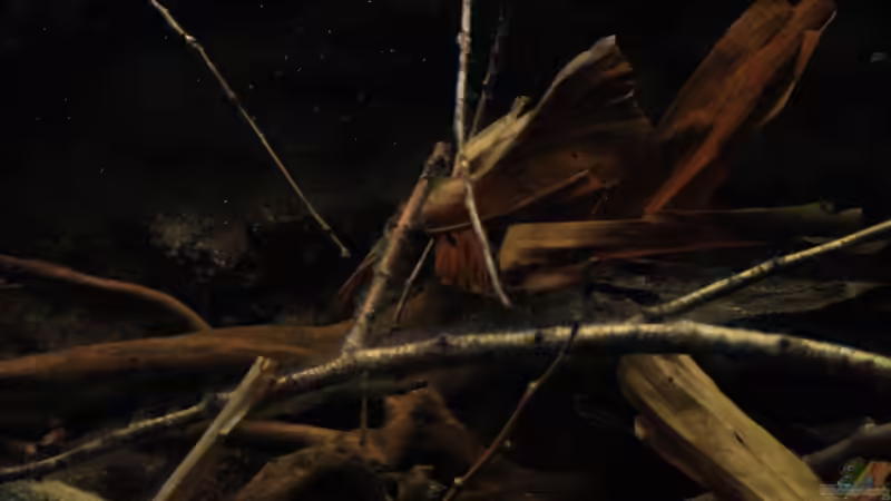 Die Welt unter Wasser,Laub in den ??sten von Florian Bandhauer (20)