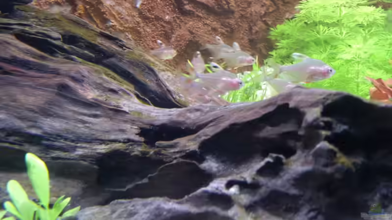 Die White Fins haben sich auch schnell eingefügt und eingelebt. von Sanyarhu (18)