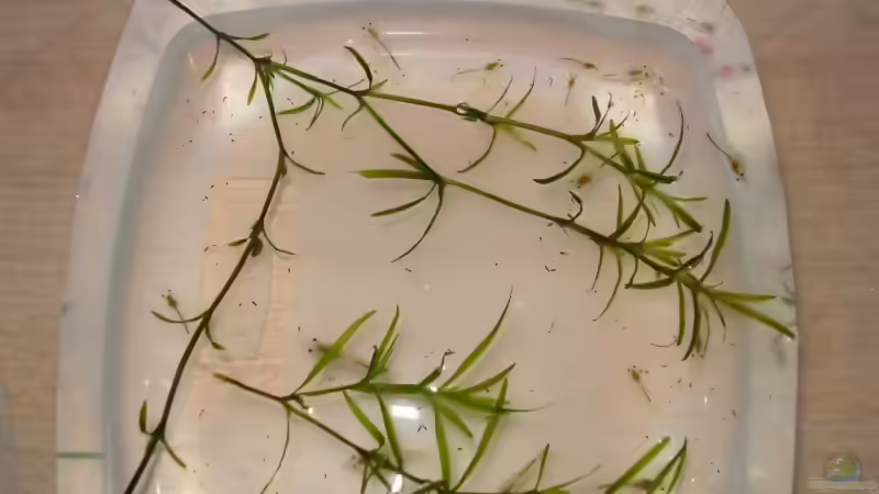 Die White Pear Garnelen sind da! :-) von Benny Müller (13)