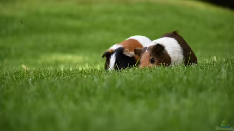 Die wichtigsten Pflegetipps für den Rasen - So bleibt dein Grün dauerhaft gesund und schön