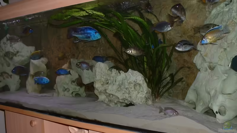 Die wilde Hilde... von Nimbo (1)