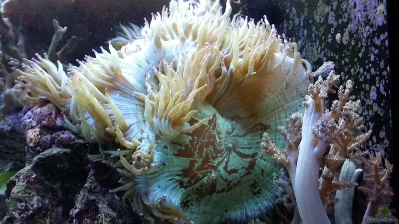 die Wunderkoralle ! von urbi (20)
