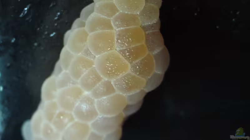 Die wundersame Welt der Pomacea bridgesii /Apfelschnecke