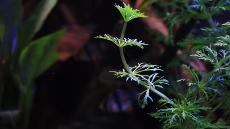 Die wunderschöne - Limnophila sessiliflora  Kleine Ambulia    von Florian Bandhauer (18)
