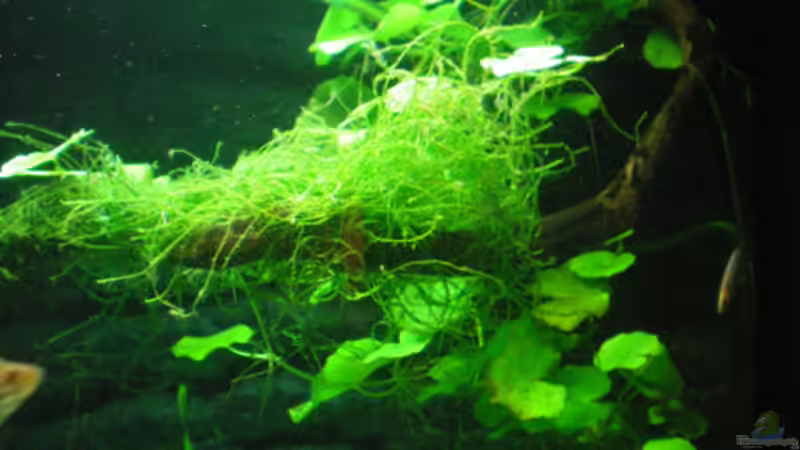 Die Wurzel... von Thomas Ahrens (23)