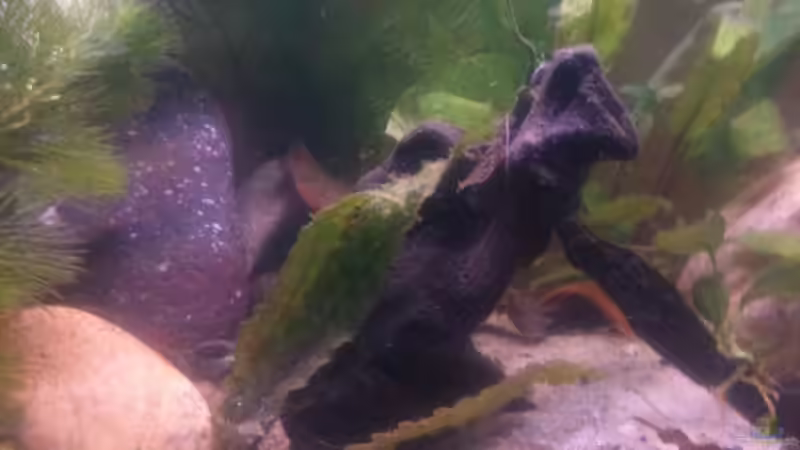 die Wurzel.. im Hintergrund ein Tontopf von Exotist (6)