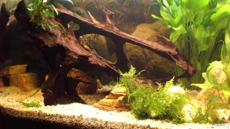 Die Wurzel, der Lieblingsplatz von der Welsdame Maya von SinFin (3)