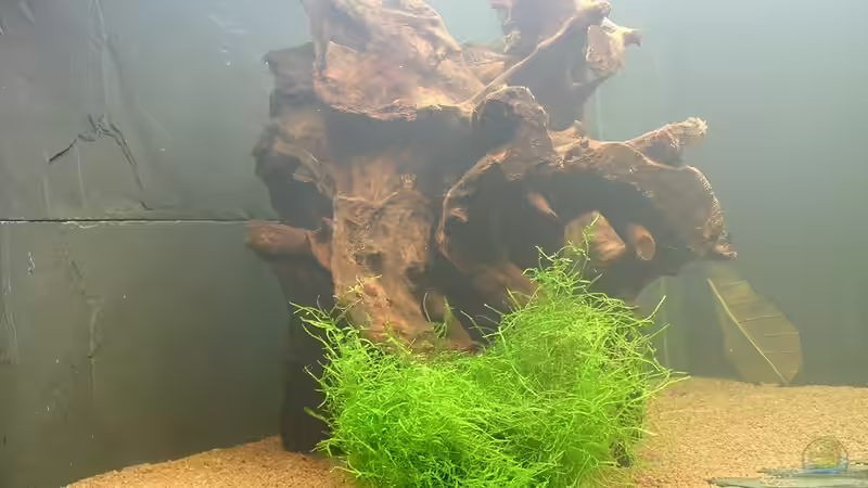 die Wurzel 01 von Christian Grunwald (42)