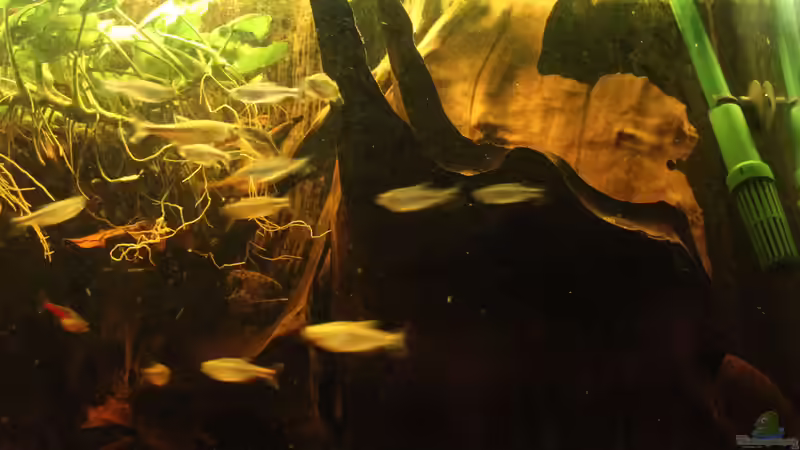 die Wurzel auf der rechten Seite wurde umgedreht von SouthAmerica (17)