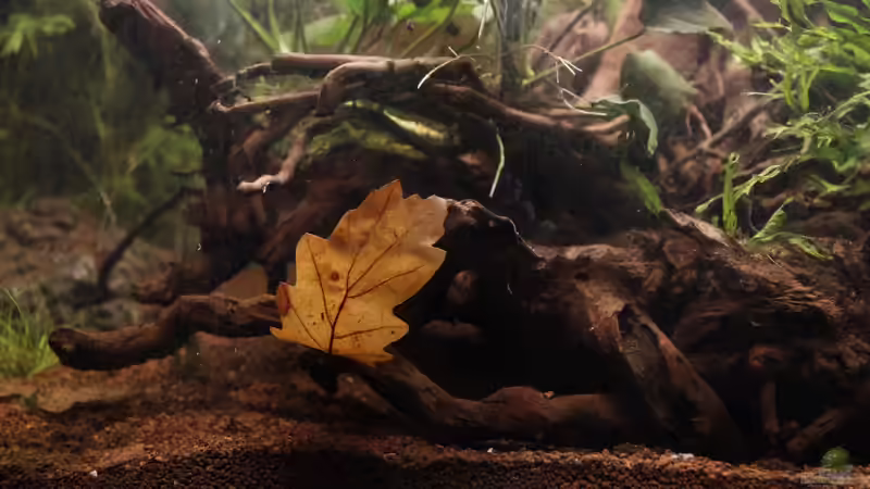 Die Wurzel bietet viele Versteckmöglichkeiten, die man auf den ersten Blick gar von isabelle... (11)