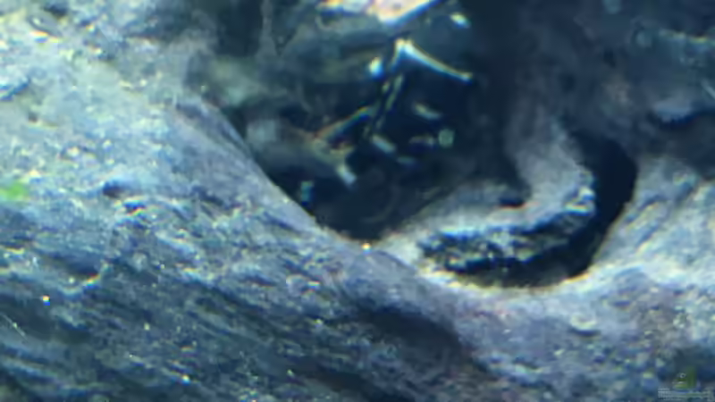 Die Wurzel hat er schön saubergeputzt ...  von Chris Bert (23)