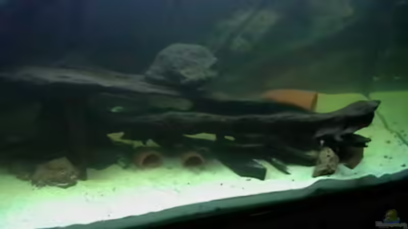 Die Wurzel hat zwar noch schwer zu tragen, aber sie war nicht dazu zu bewegen, unten von welspapa (18)