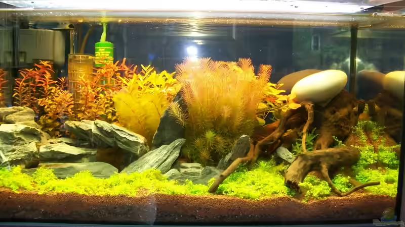 Die Wurzel hatte noch auftrieb von sascha74 (2)