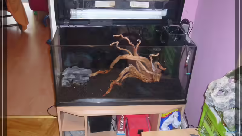 Die Wurzel im noch leeren AQ, der Schiefer ist schon lange wieder drausen von Onkel (9)