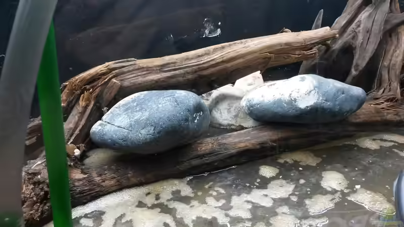 Die Wurzel in der Beckenmitte ist sehr leicht und voll mit Luft. Bis sie nicht mehr von Beulenkopftyp (27)