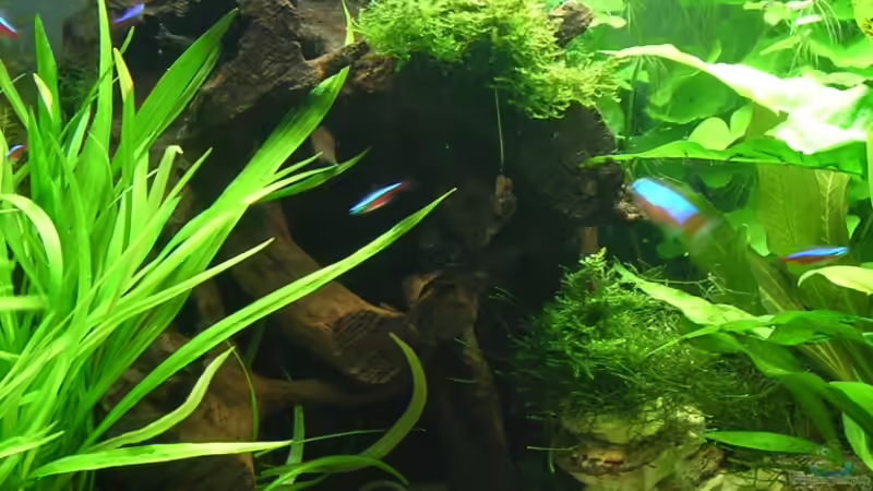 die Wurzel von Christian Grunwald (47)