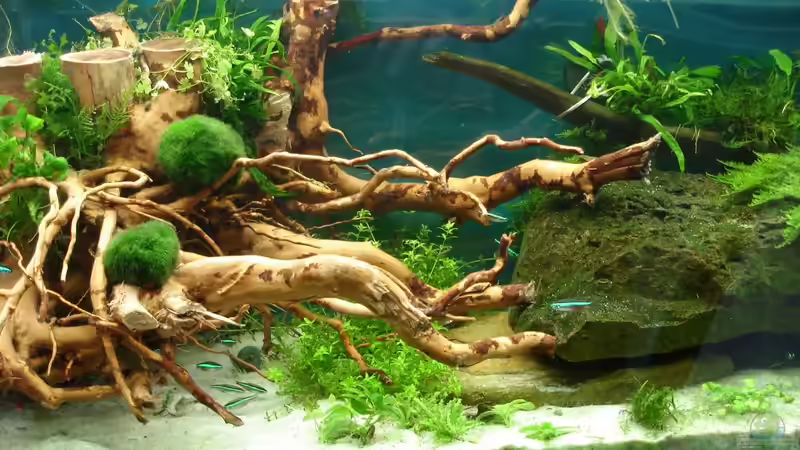 die Wurzel von Grünhexe (152)