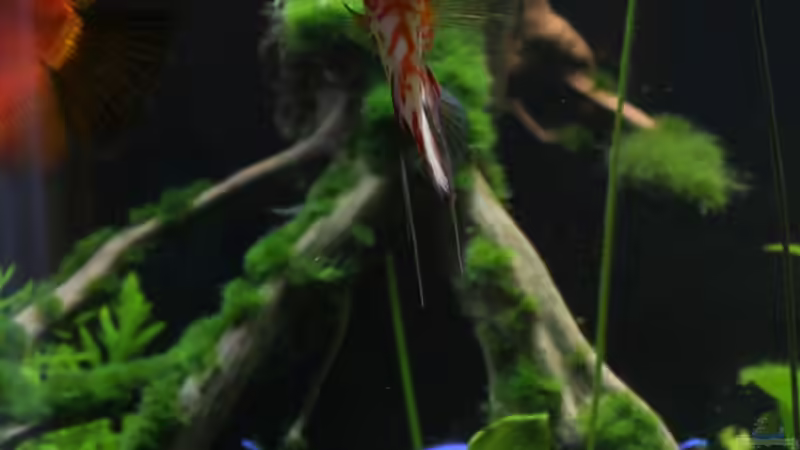 Die Wurzel von Thomas Brandt (10)