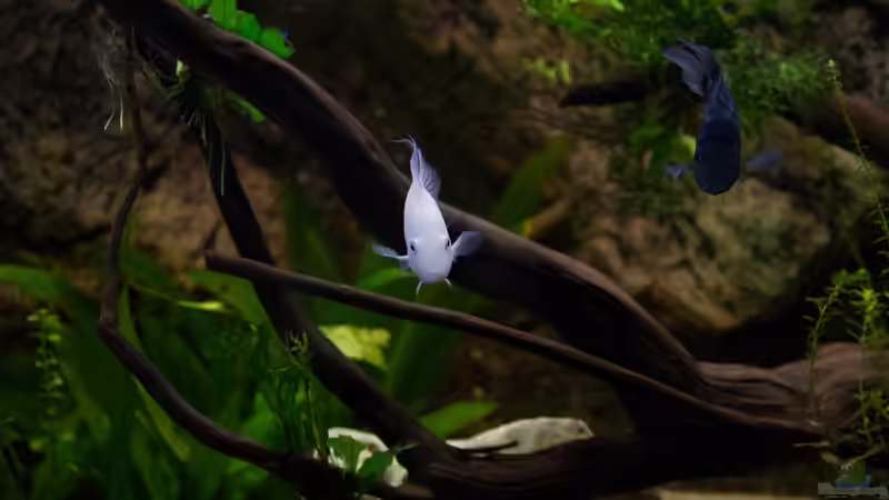 Die Wurzelenden ;-) von GoreSlayer (50)