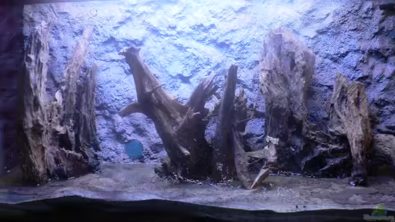 Die Wurzeln, damals im alten Becken. von Zapfenmanderl (30)