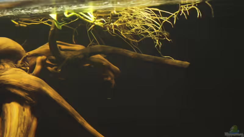 die Wurzeln der Efeutute von die Perle... (16)