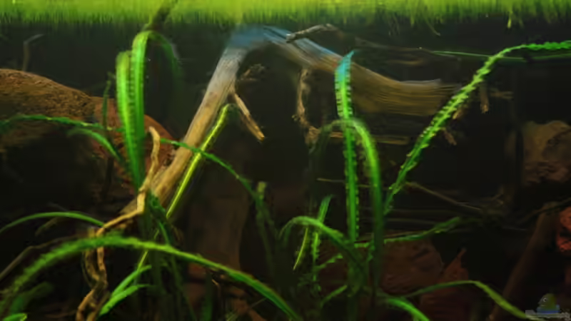 Die Wurzeln sollten von hinten oben, nach vorne unten reinragen und somit eine Ufernahe von Bämbel (31)