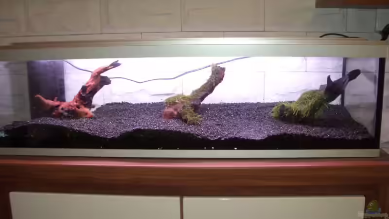 die Wurzeln von navigator1 (21)