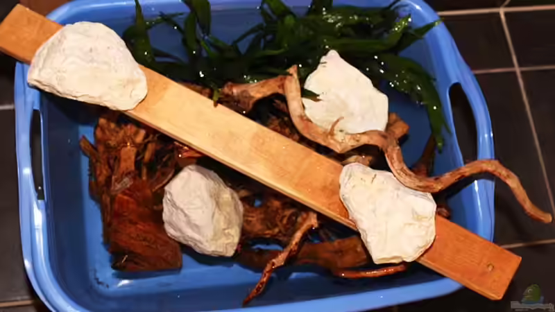 die Wurzeln werden bewässert .. von AjakAndi (26)