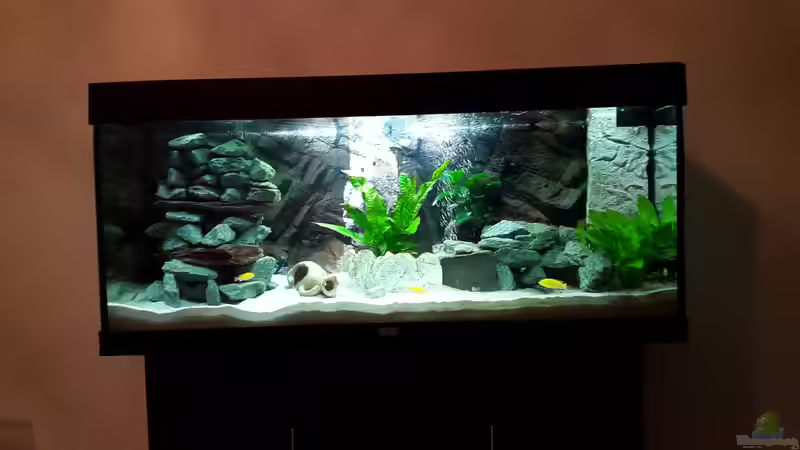 Die Yellows getrauen sich nach 5 Tagen viel mehr an die etwas abgedunkelte  ´Sonne´ von Malawi Zürich (2)