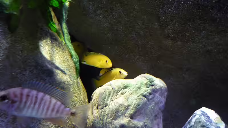 die Yellows kommen aus ihrer Höhle von Chris_R. (39)