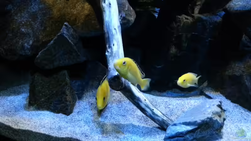 die Yellows mögen den Buchenast sehr  (das große Männchen mit 2 Weibchen) von Sebastian O. (51)