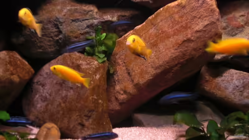 Die Yellows von Kai Pragal (41)