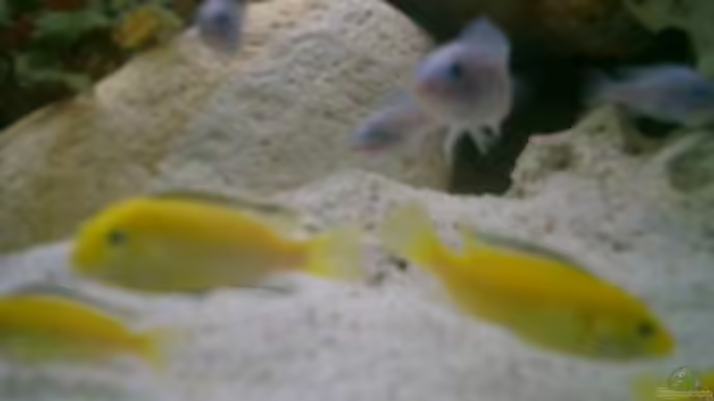 die Yellows von vizekoenich (10)