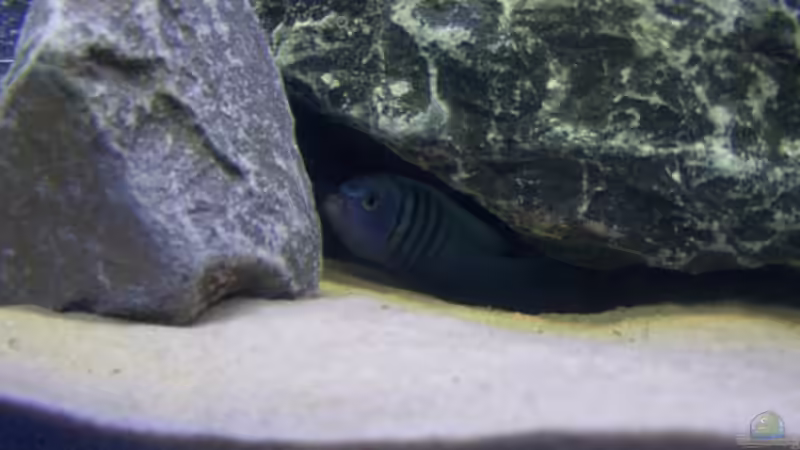 Die zahlreichen Steine bieten viele Versteckmöglichkeiten von FinalDragon (20)