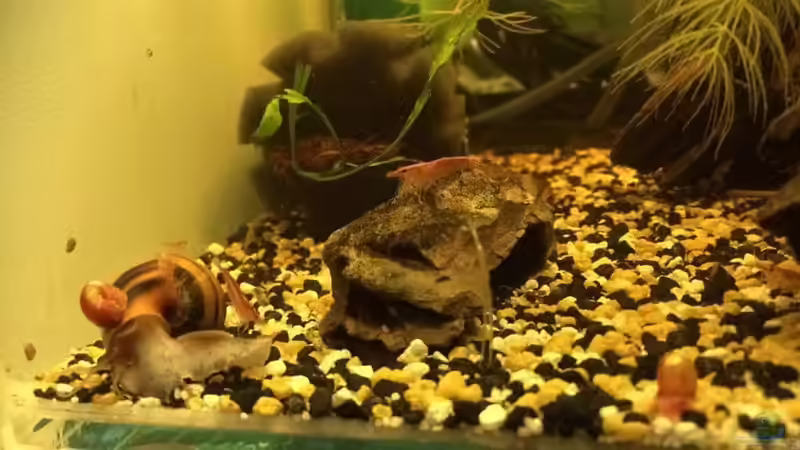 Die Zebra-Apfelschnecke wird gerne als ´Transportmittel´ der anderen Bewohner ´benützt´... von Helga Kury (3)