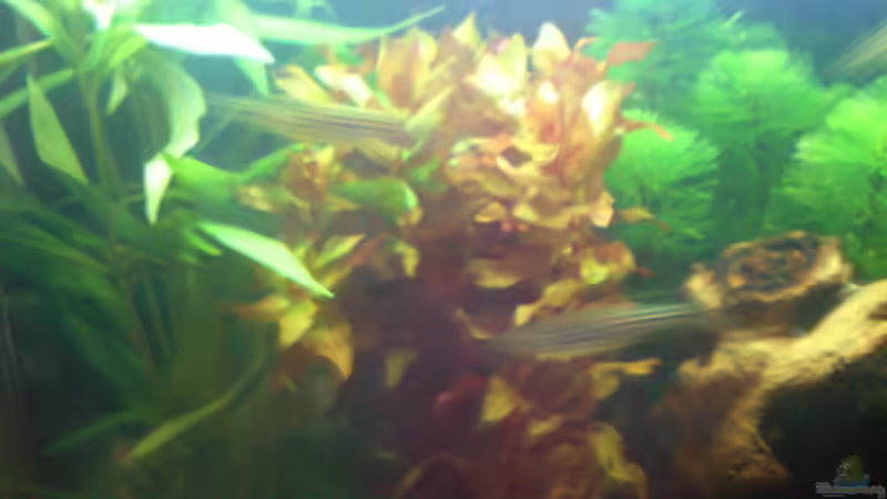 Die Zebrabärblinge sind zu schnell für die Kamera =) von Nemo (11)